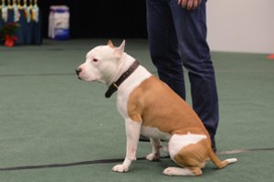 Už nelegalų šuns kupiravimą – tūkstantinės baudos, atsakomybės neišvengia ir išvežę šunį į kitą šalį