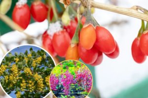 Šis krūmas yra ypač pamėgtas sodininkų: dėl savo universalumo ir uogų, kurias daug kur galima panaudoti