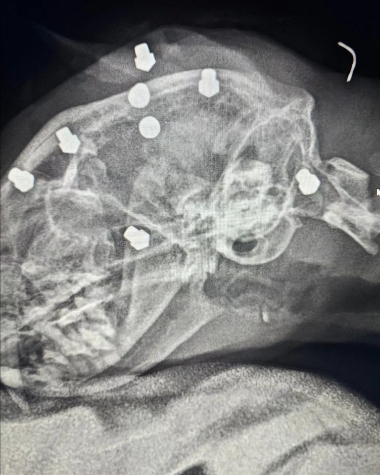  Peršauto šuns rentgeno nuotrauka.<br> Pauliaus Morkūno nuotr.