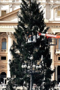  Kalėdų eglė Vatikane.<br> R. Danisevičiaus nuotr.