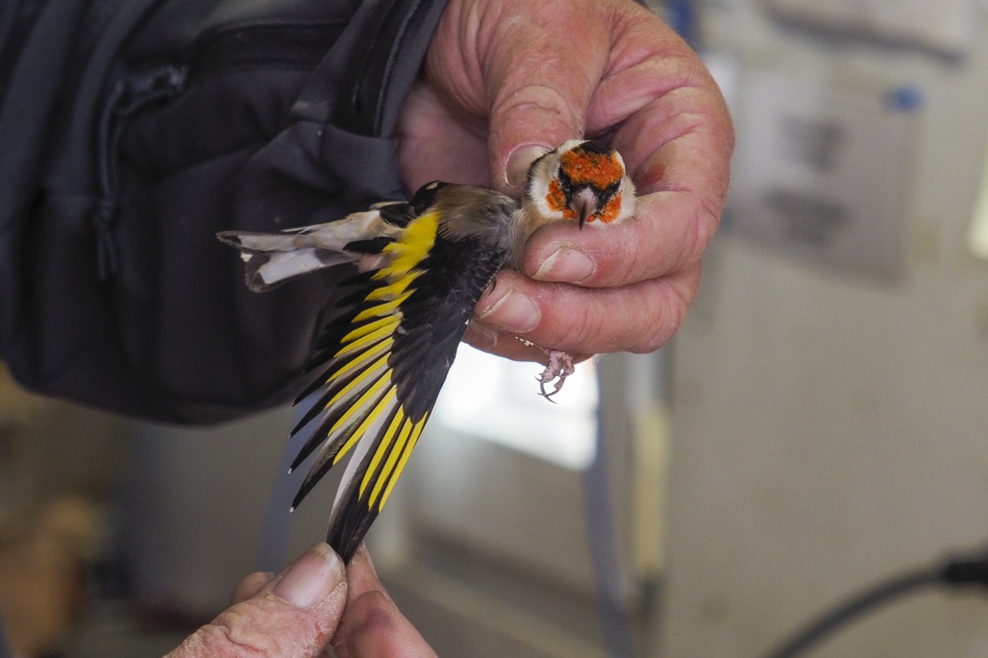 Iš 470 Lietuvoje bent kartą užfiksuotų paukščių rūšių ornitologas jau stebėjo 320 rūšių.<br>V.Ščiavinsko nuotr.