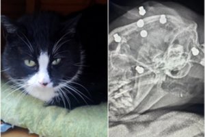 Kaune – barbariškas išpuolis prieš katę: kulkomis suvarpyta galva, gyvūnas leisgyvis paršliaužė namo