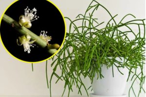 Šis nelepus kaktusas papuoš kiekvieną interjerą: įspūdingam augalui – minimali priežiūra