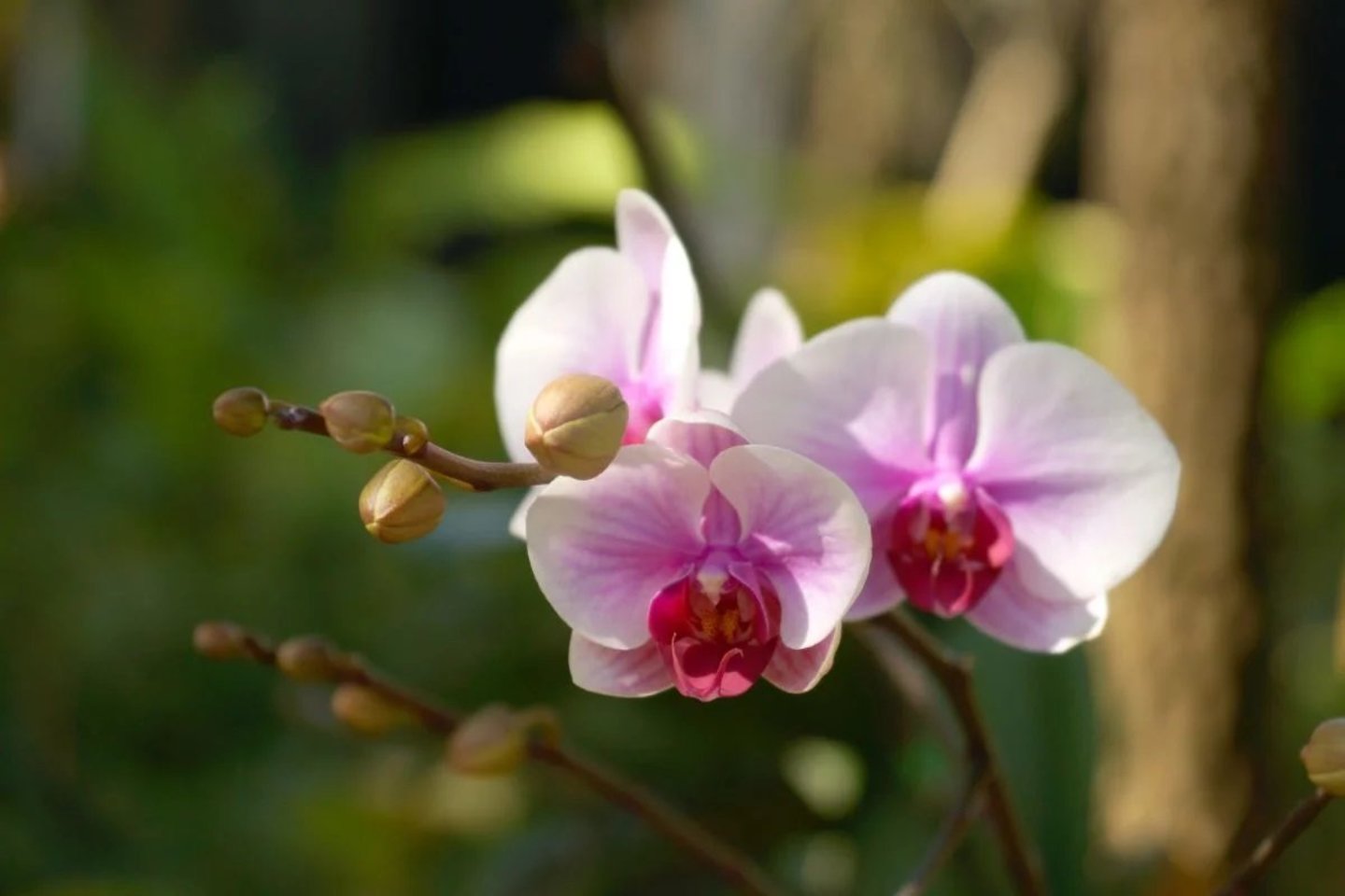 Orchidėjos – kerinčio grožio kambarinių gėlių karalienės. Jos sukuria aplinkoje ryškumo, elegancijos įspūdį bei įneša į namus šiek tiek egzotikos.<br>„Canva“ nuotr.