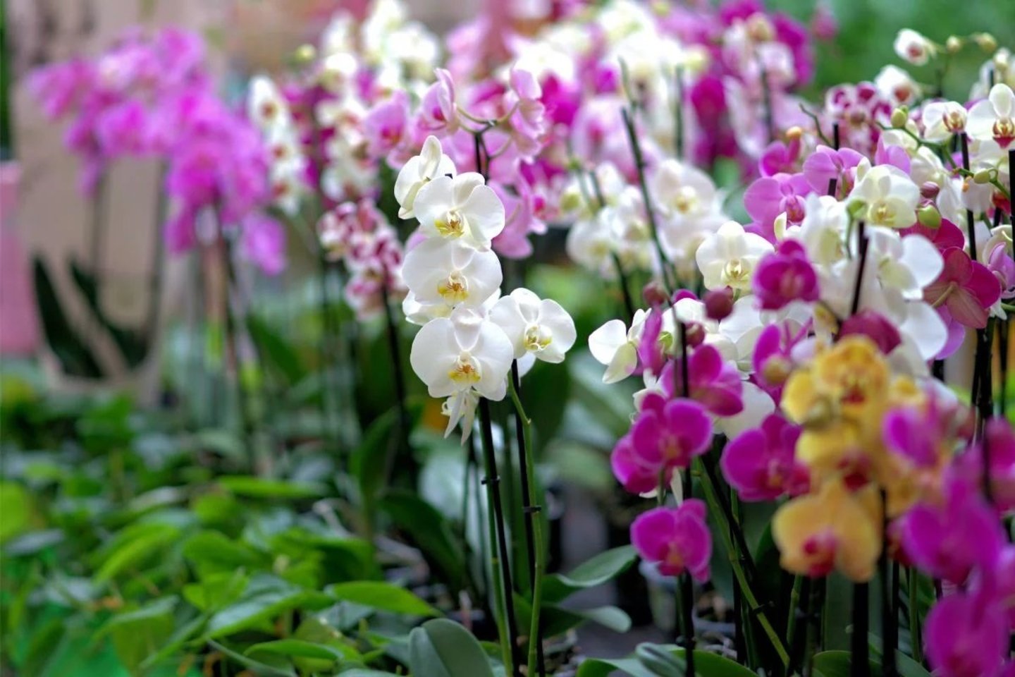 Orchidėjos – kerinčio grožio kambarinių gėlių karalienės. Jos sukuria aplinkoje ryškumo, elegancijos įspūdį bei įneša į namus šiek tiek egzotikos.<br>„Canva“ nuotr.