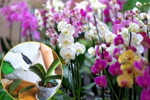 Orchidėjos – štai, ką reikia daryti, kad jos visada žydėtų