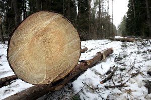 Valstybinė miškų tarnyba: teiginiai, kad netrukus iškirsime visus miškus, nėra pagrįsti