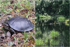 Šie į Raudonąją knygą įrašyti gyvūnai jau susiruošė žiemoti: pavasarį jų lauks sutvarkytos buveinės