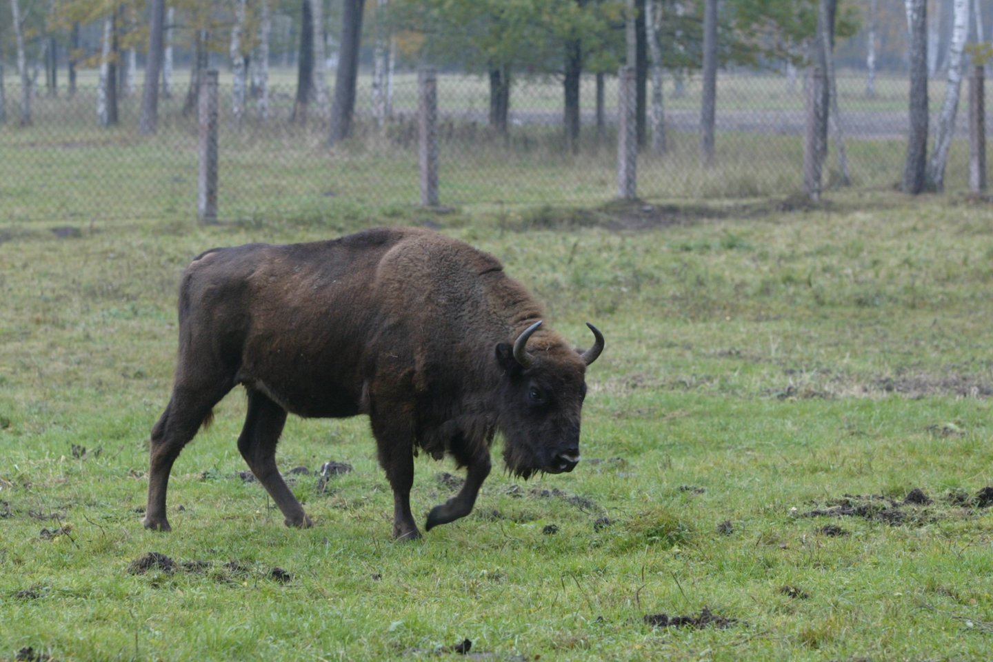 Pastaruoju metu Žuvinto biosferos rezervato specialistai ir nemažai aplinkinių gyventojų pastebi klaidžiojantį didžiausią Lietuvoje gyvenantį žvėrį – stumbrą.<br>T.Stasevičiaus nuotr.