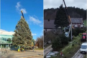 Gražiausioms metų šventėms Anykščiuose nušvis natūrali Kalėdų eglė: 11 m. aukščio žaliaskarę padovanojo rajono gyventojai