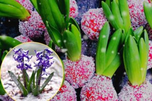 Šios svaiginančio kvapo gėlės gali pradžiuginti net žiemą: tereikia tinkamai pasirūpinti