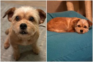 Gyvenimo nelepinta Kulka stebina meilumu ir tvarkingumu: ieško kantrių žmonių, kurie ją labai mylės