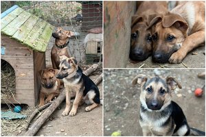 Trims broliukams drambliukams ieško rimtų šeimininkų: ateityje turėsite geriausią šunį pasaulyje