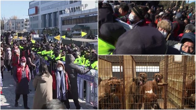 Siekis Pietų Korėjoje uždrausti valgyti šunų mėsą kelia aistras: mitingą surengę ūkininkai susirėmė su policija
