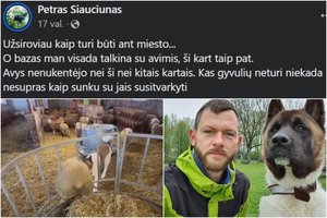 Pasibaisėjo žinomo šalies ūkininko P. Šiaučiūno elgesiu: „Užsiroviau kaip turi būti“