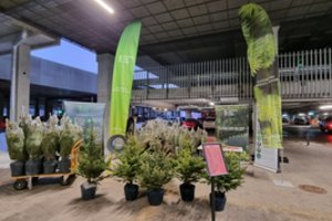 VMU pradeda prekybą kalėdiniais medeliais: kainos – vos nuo 3 eurų