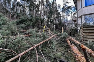 Vilnius tęsia medžių inventorizaciją: medžiai saugomi ir privačiuose sklypuose