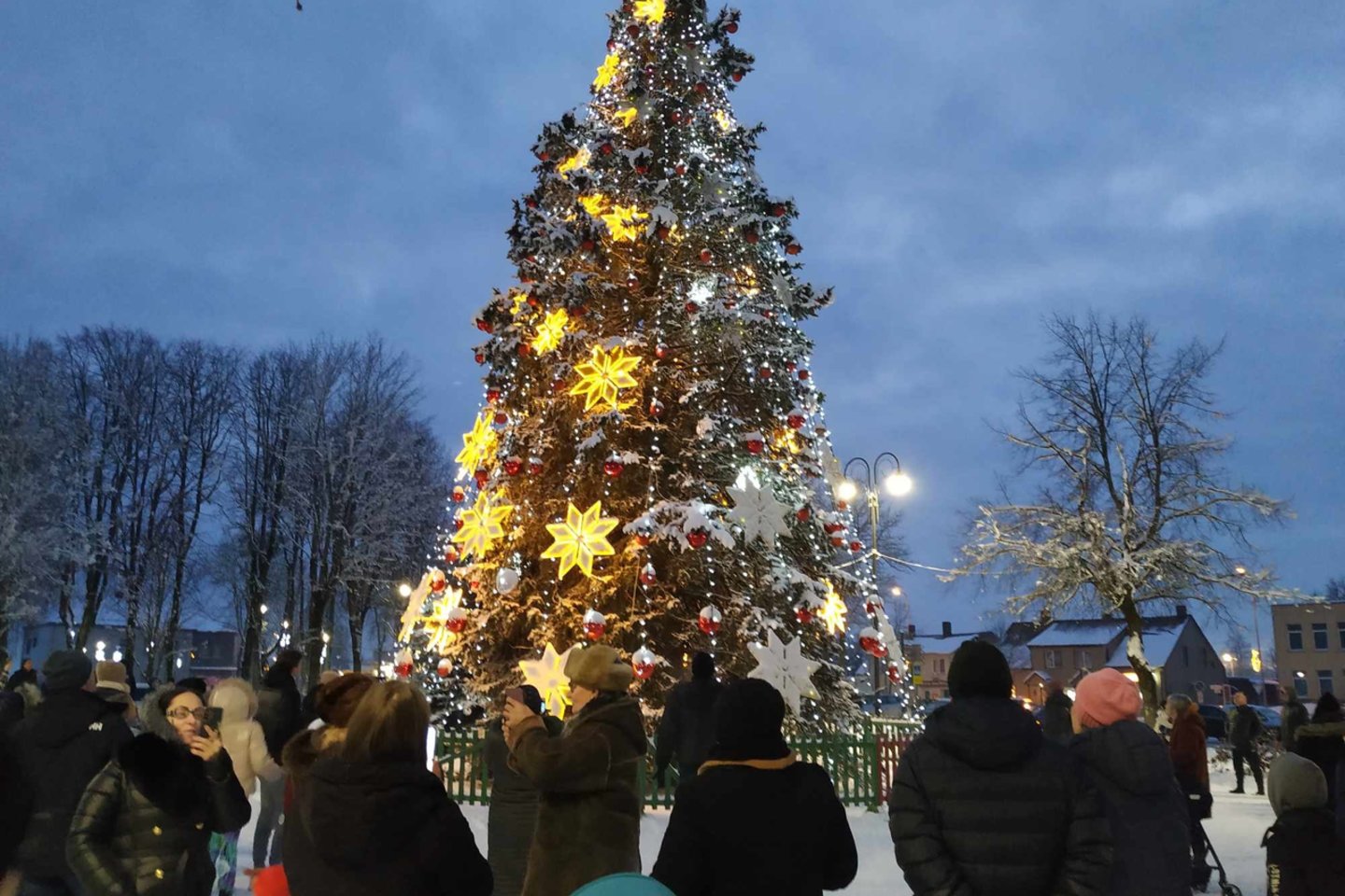 Rietave įžiebta bene vienintelė tokia Kalėdų eglė Lietuvoje: papuošė pati gamta.<br> Skaitytojos nuotr.