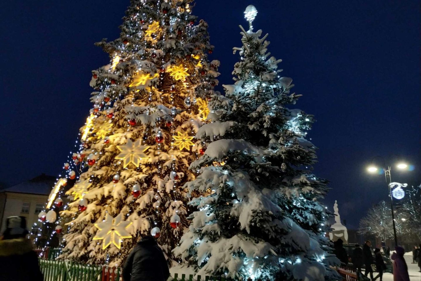 Rietave įžiebta bene vienintelė tokia Kalėdų eglė Lietuvoje: papuošė pati gamta.<br> Skaitytojos nuotr.