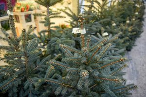 Už tokią kainą kalėdinių eglučių Lietuvoje retai kur rasite: kiek jos čia kainuoja ir kur pirkti