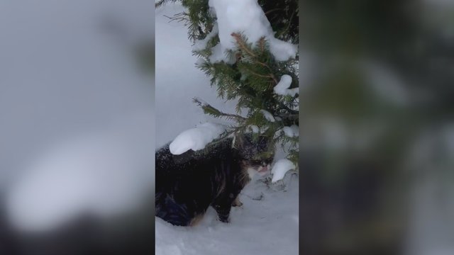 Žiemą nelengva ir augintiniams: užfiksavo, kaip katė veržiasi per sniegą