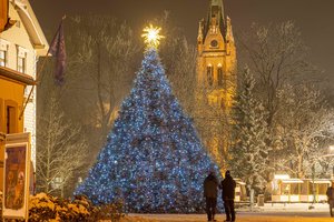 Palanga šalį nustebino unikalia Kalėdų eglių egle