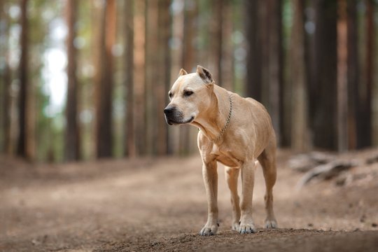  Nepateisinamas žiaurumas: Lietuvoje šunis nelegaliai kupiruoja ir veisyklos, ir visuomenėje žinomi žmonės.
