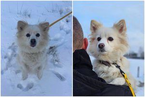 Baltos, kaip cukrinė vata, kalytės gyvenimas buvo sūrus: padėkite rasti gerus namus