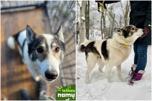 Gyvenimo nelepintas, bet švelnus šuo prašo suteikti šansą: reikės kantrybės ir daug meilės