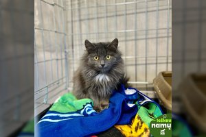 Meilės nepažinusiam gražuoliui velniukui teks „aplaužyti“ ragučius: ieško patyrusių šeimininkų