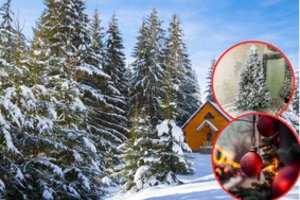 Nebūtina kirsti: štai keletas būdų, kaip gražią eglutę užsiauginti savo kieme