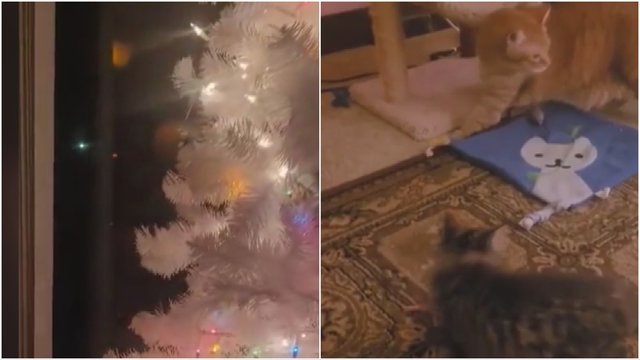 Neišvengiama realybė: štai, kas nutinka namuose turint katę ir Kalėdų eglę