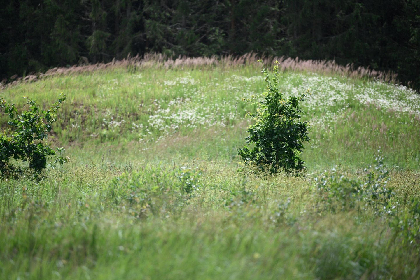 Lietuvos saugomų teritorijų plotai didinami papildant juos natūralių pievų, ganyklų bei pelkių ir šaltinynų vietovėmis.