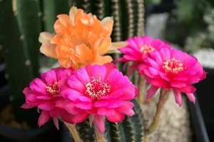 Šis augalas vienus žavi savo naktiniais žiedais, tačiau kitus gąsdina: jo poveikis žmogui – nenuspėjamas