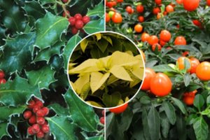 Daugelis šias gėles renkasi papuošti namus šventiniu laikotarpiu: yra iš ko išsirinkti ir išlaidauti neteks