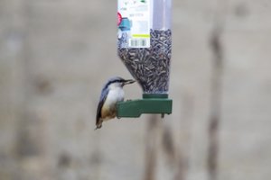 S. Paltanavičius paaiškino, ką reikia žinoti apie paukščių lesinimą: kai kurios klaidos gali būti pražūtingos