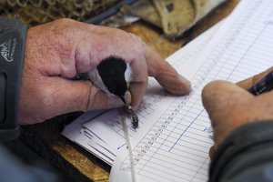 Paaiškino, kodėl paukščiai žieduojami ir ką daryti tokį pastebėjus