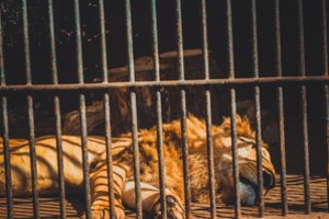 Pakistano zoologijos sode esančiame didžiųjų kačių aptvare rastas žmogaus kūnas