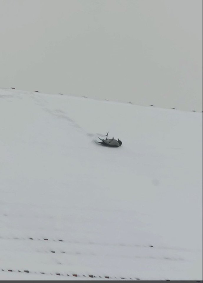 Sniege žaidžiančios varnos. <br>J.Mutkienės vaizdo įrašo stop kadrai. 