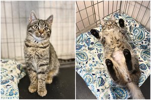 Nuo šalčio išgelbėti žmonių maldavusi jauna katytė gali tapti pačia geriausia drauge