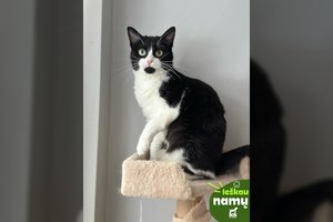 Nuo mažens valkatauti priversta katytė virto namų karaliene: ieško, kam galėtų dovanoti visą savo švelnumą