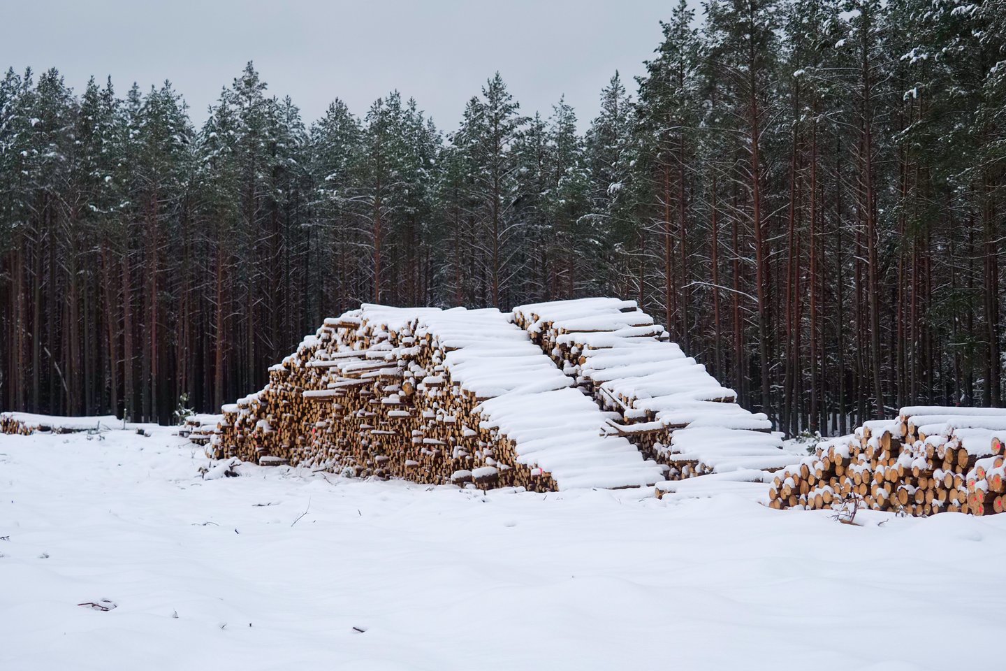 Seimas iki kito posėdžio atidėjo Demokratų frakcijos „Vardan Lietuvos“ iniciatyvą surengti patariamąjį referendumą dėl plynųjų miško kirtimų ribojimo ir uždraudimo saugomose teritorijose.<br>V.Ščiavinsko nuotr.