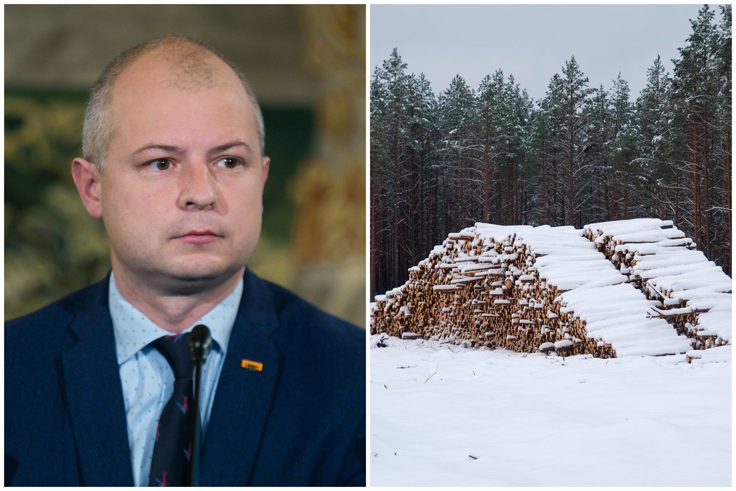 Seimas iki kito posėdžio atidėjo Demokratų frakcijos „Vardan Lietuvos“ iniciatyvą surengti patariamąjį referendumą dėl plynųjų miško kirtimų ribojimo ir uždraudimo saugomose teritorijose.<br>lrytas.lt koliažas. 