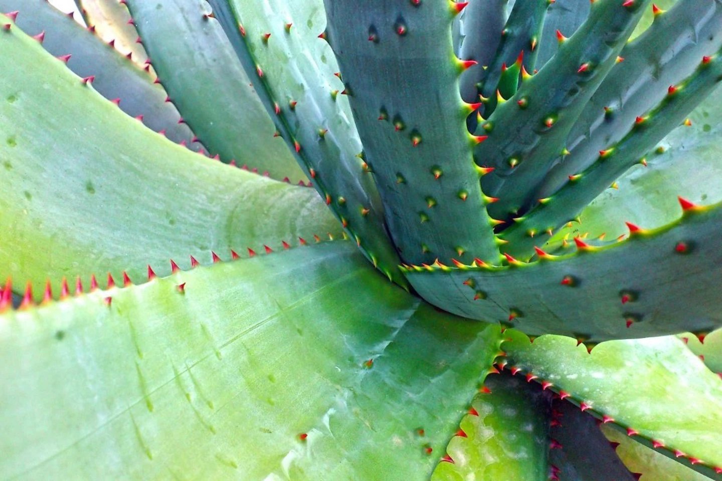 Alavijas, dar vadinamas alijošiumi (Aloe), yra lelijinių (Liliaceae) šeimos žolinių daugiamečių genties augalas, kilęs iš sausringų pasaulio regionų, lapuose kaupiantis vandenį.<br>„Canva“ nuotr.