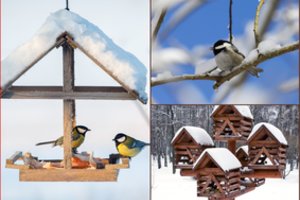 Prisivilioti paukščius į savo kiemą dabar itin paprasta: sužinokite, kaip pasidaryti lesyklėlę ir kokio maisto jokiu būdu neberti