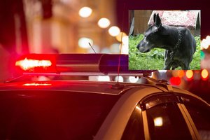 Kelionė į mokyklą baigėsi tragiškai: 2 šunys mirtinai sukandžiojo 6-metį, gyvūnų šeimininkė – sužeista