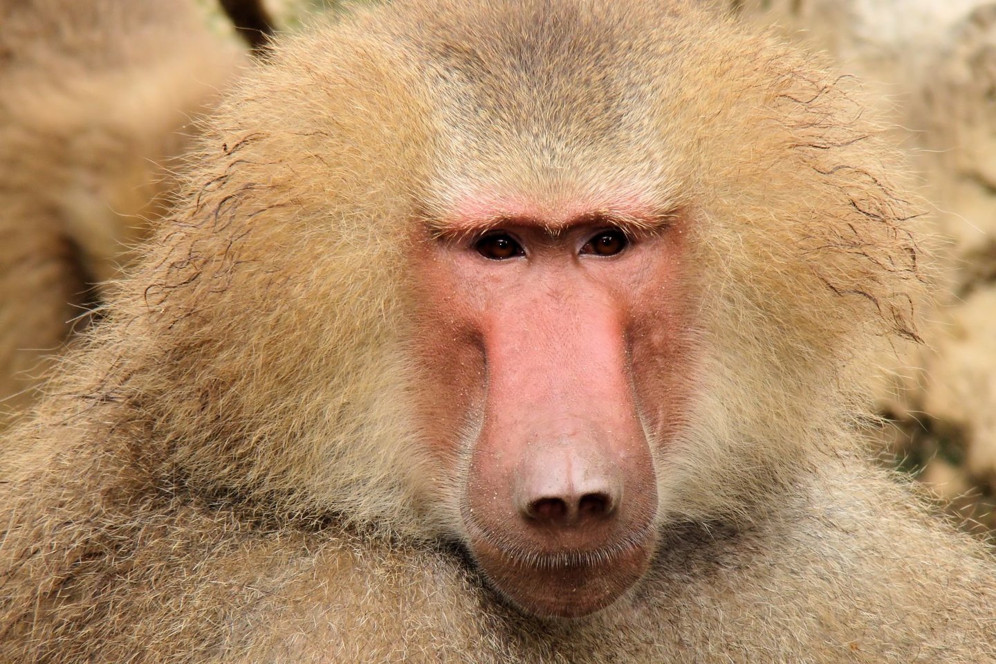  Viena iš dviejų Senovės Egipte garbintų babuinų rūšių: hamadrijos babuinas.<br> Wikimedia commons.