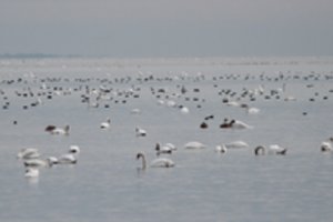 Liūdni mokslininkų tyrimo duomenys: vasarą Kuršių marių gulbėms trūksta ir ramybės, ir maisto