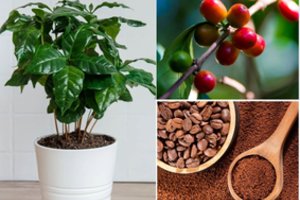 Šį augalą savo namuose gali užsiauginti kiekvienas: lengva priežiūra ir dosnus derlius