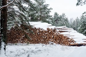Teismas: „Natura 2000“ teritorijoms turi būti įvertintas miškų kirtimo poveikis